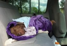 Dog Was Left For Dead In The Worst Way But Discovered By Some True Heroes