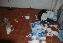 24 Things Your Dog May Be Up To When You’re Not Home