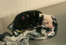 Family Couldn’t Stand The Sight Of Their Puppy After A House Fire And Abandoned Him