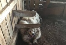 Dog Gets 35 Pounds Of Fur Cut Off After Being Locked In A Barn For Who Knows How Long