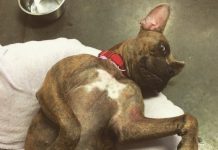 Sweet Girl Surrendered For Being ‘Too Big’ Tucks Herself Into Bed At The Shelter