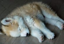 He Adopted A Mutt Off The Streets. When She Gets A Little Older, That’s When He Realizes It