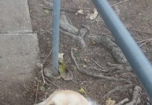 Dog Waits For Mail Every Day, So Mailman Improvises On Days There Is None