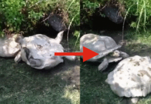 The 15 Acts Of Kindness Performed By These Animals Will Definitely Warm Your Heart