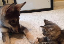 Dog Stuns Family When Told To Pick Out A Friend At The Shelter. Oh My!