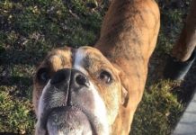 Dog Surrendered To Humane Society Along With An Adorable Yet Heartbreaking Note