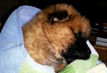 What Happened To This Dying Puppy On Christmas Eve Is Unforgettable