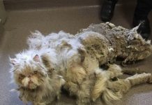 Neglected Cat Described As ‘dragging A Carpet’ Gets Lifesaving Makeover