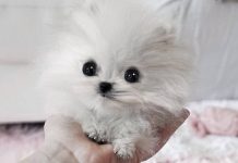 29 Dogs Who Are So Tiny They’ll Have You Looking Twice