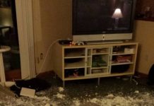 These 12 Dogs Just Ruined Christmas In The Most Hilarious Ways